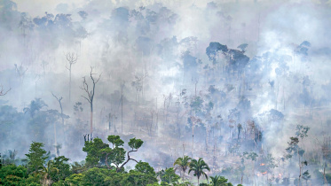 amazon-forest-1.jpg