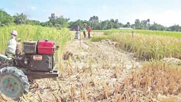 paddy-variety.jpg