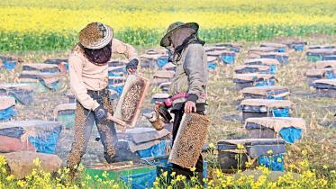 beekeepers-1.jpg