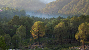 forests.jpg
