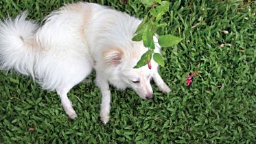 dog.jpg