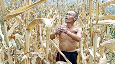 corn-crop.jpg