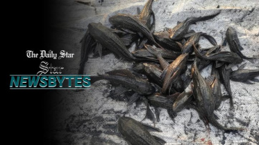 newsbytes_new_thumbnail-web.jpg