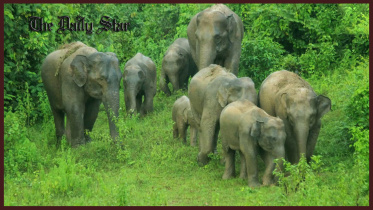 elephant.jpg