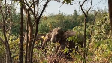 elephants.jpg