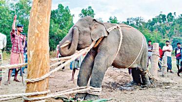 justice-for-elephants.jpg