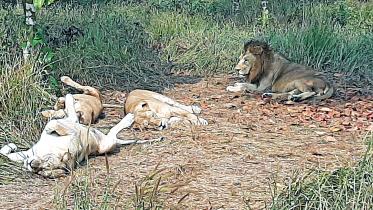 safari-park-animals.jpg