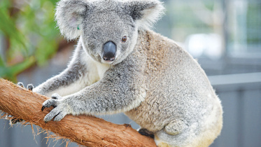 koala.jpg
