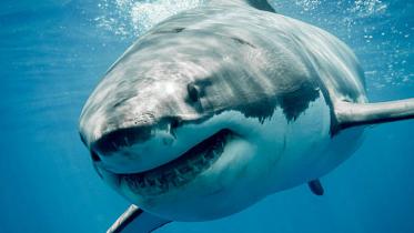 shark.jpg