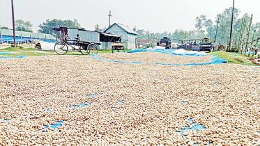 Peanut Emerging as a Major Cash Crop