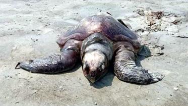 patuakhali_turtles.jpg