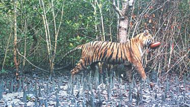 Camera trap photo shows a Royal Bengal tiger walking off with a clay pot in its mouth in Sundarbans