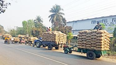 Potato production in Bangladesh 2022: Potato Growers Worried over lack of Storage 