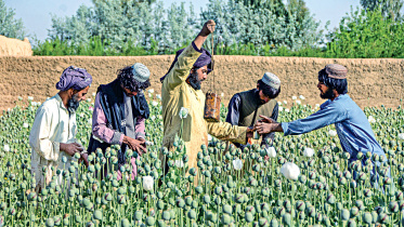 poppy-cultivation.jpg