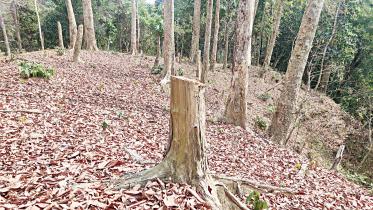 lathitila-forest.jpg