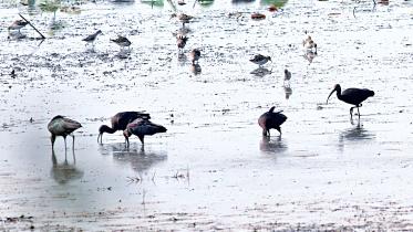 birds.jpg