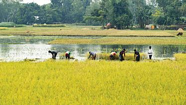 Paddy price Bangladesh goes up