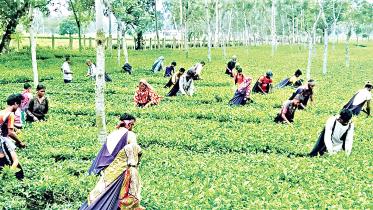 Tea growers Panchagarh worried over low prices 
