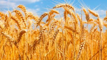 wheat-prices-hit-record.jpg