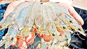 Vannamei shrimp