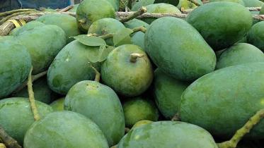 capainawabganj.jpg