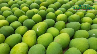 mango-web.jpg