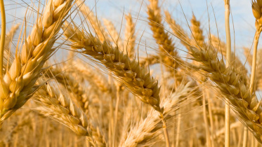 ukraine-grain-production.jpg