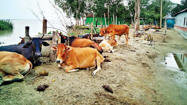 cattle2.jpg