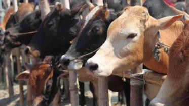 cattle_market.jpg