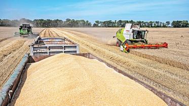 Wheat prices may cool off in local market
