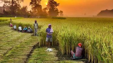 agri-subsidy-should.jpg