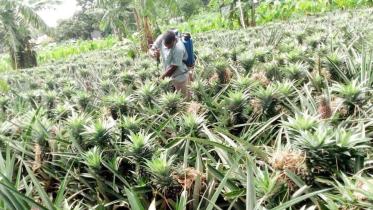 chemically-tainted-pineapples.jpg