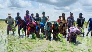 paddy-planting-programme-1.jpg
