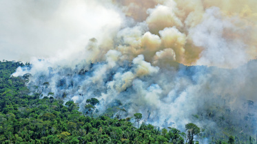 brazilian-amazon.jpg