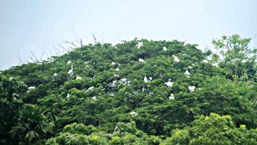 birdlife1.jpg