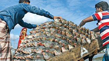 Hilsa export to India ahead of Durga Puja