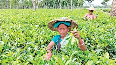 sreemangal-sylhet.jpg