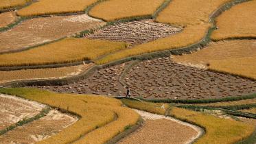 indias-rice-curbs.jpg