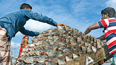 hilsa fish selling ban