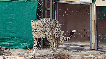 chitah.jpg