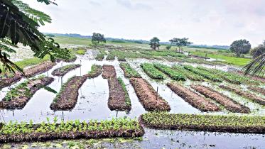 floating-seedbeds.jpg