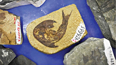 fish-fossils.jpg