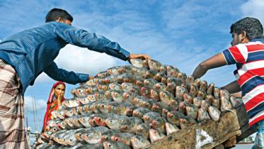 hilsa-1.jpg