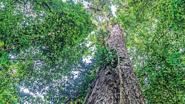 dense-jungle.jpg