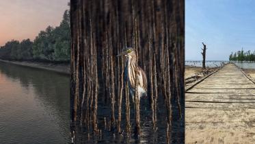 Your complete guide to visiting the Sundarbans 
