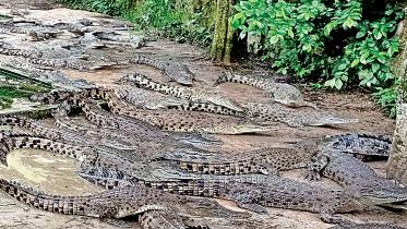 crocodile.jpg
