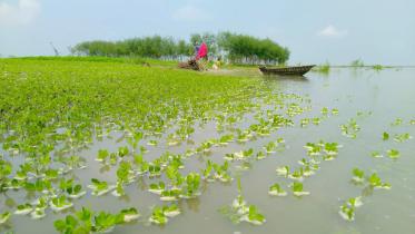 bhuanpur-upazila.jpg