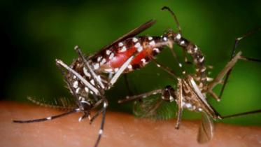 dengue_7.jpg