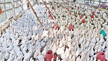 ‘No antibiotic used in Bangladesh’s poultry’