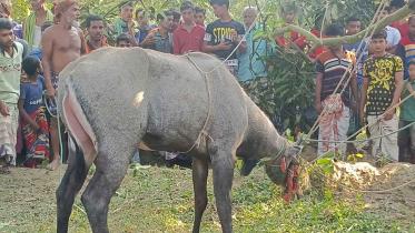nilgai-capture.jpg